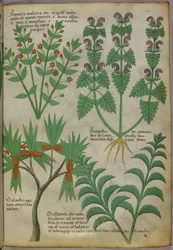 Illustration botanique de plantes, vers 1440 (encre et couleur sur vélin)