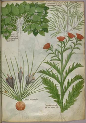 Illustration botanique de plantes, vers 1440 (encre et couleur sur vélin)