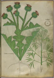 Illustration botanique de plantes, vers 1440 (encre et couleur sur vélin)