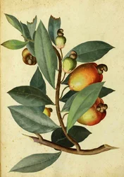 Anacardier par Ulisse Aldrovandi