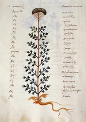 Cod. CCXXXVII Artemisia, plante médicinale d