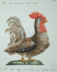Coq nain, v. 1767-76