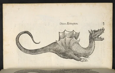 Dragon éthiopien, 