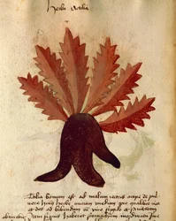 Herba Actila