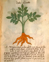 Herba Cancealis