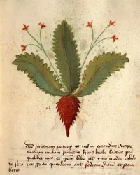 Herba Lactica