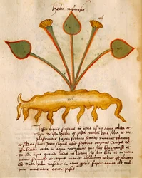 Herba Nasturzio par Orgione Rizzardo