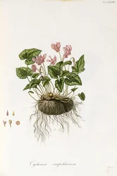 Cyclamen à feuilles de lierre - Cyclamen neapolitanum, 1811-1838