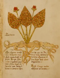 Ms 1591 Fol.19r Herba Teoderis