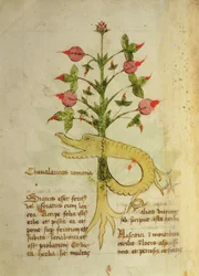 Herba Chavalaritas Romana, fin du XVe siècle
