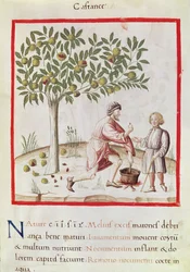 Récolte et cuisson des châtaignes, du 