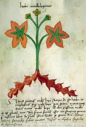 Ms 320 M Fol.13r Herba Antollas Lupanas, du 