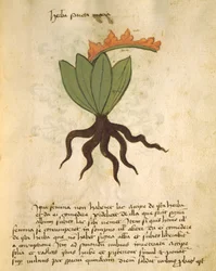 Ms 320 M Fol.28r Herba Santa Maria, du Liber Herbarius una cum rationibus conficiendi medicamenta par Orgione Rizzardo