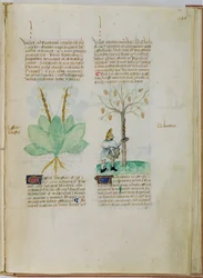 Ms Lat 993 L.9.28 fol.136r Collecte de térébenthine, du 