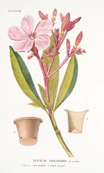 Nerium Oleander el Bubro, Planche XLVIII, de L