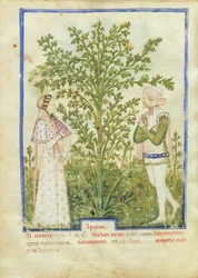 Céleri, du Tacuinum Sanitatis, c.1390-1400
