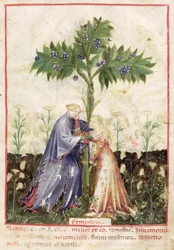 Fenouil, du Tacuinum Sanitatis, c.1390-1400