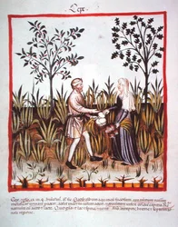 Nova 2644 fol.25v Récolte des oignons, du Tacuinum Sanitatis Codex Vindobonensis