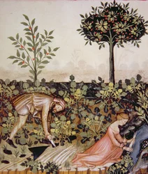 Nova 2644 fol.52r Récolte de raifort, du Tacuinum Sanitatis Codex Vindobonensis