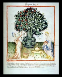 Nova 2644 fol.93r Eau de rose, du Tacuinum Sanitatis Codex Vindobonensis