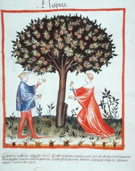 Nove 2644 fol.10v Récolte des noix, du Tacuinum Sanitatis Codex Vindobonensis