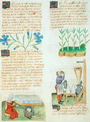 Page du Tractatus de Herbis par Dioscorides Pedanius
