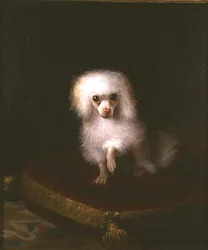 Caniche sur un coussin