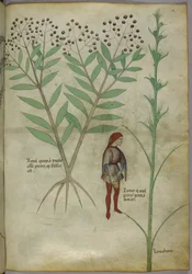 Sloane 4016 f.54 Homme urinant dans un pot, de 