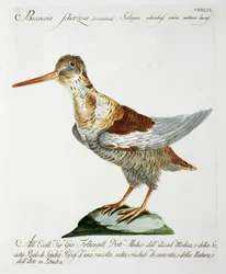 Bécassine, vers 1767-76