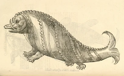 Illustration de Aper Marinus Cetaceus de l