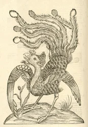 Illustration de Gallus Indicus auritus tridactylus de l