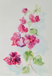 No.2 Bougainvillier rouge