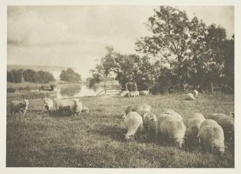 Étude de moutons