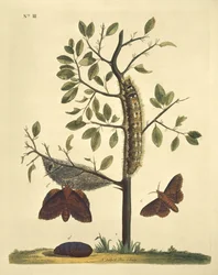Papillons, chenilles et plantes : Planche n° 111 par J. Dutfield