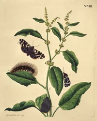 Papillons, chenilles et plantes : Planche VIII par J. Dutfield