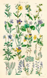 Page d