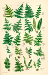 Page d