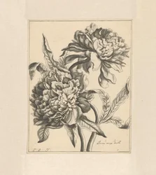 Deux branches avec une pivoine