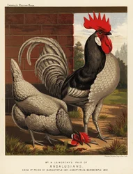 Poules andalouses