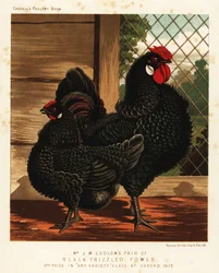 Volaille noire frisée, coq et poule