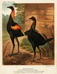 Oiseaux de gibier rouge à poitrine brune
