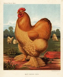 Coq cochin fauve