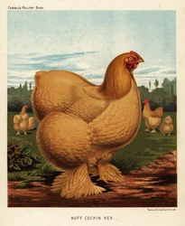 Poule cochin fauve