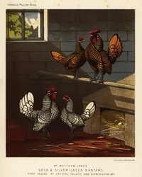 Bantam à liseré doré et bantam à liseré argenté, coq et poule