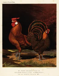 Hambourgs dorés à crayon