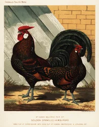 Coq et poule de Hambourg pailletés dorés