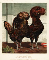 Coq et poule polonais pailletés d