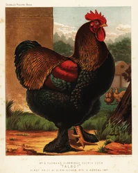 Coq cochinchinois perdrix