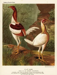 Jeu de pile, coq et poule
