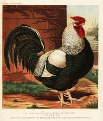 Coq Dorking à crête rosacée